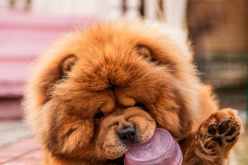 träumen Sie von flauschigen Hunden