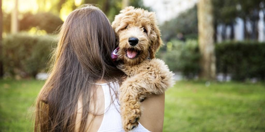 Was träumt man davon, mit Hunden zu spielen