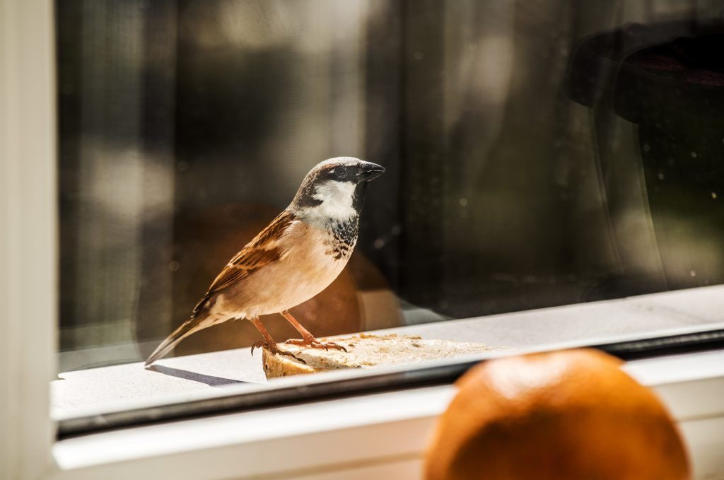 Ein Vogel flog im Traum gegen das Fenster