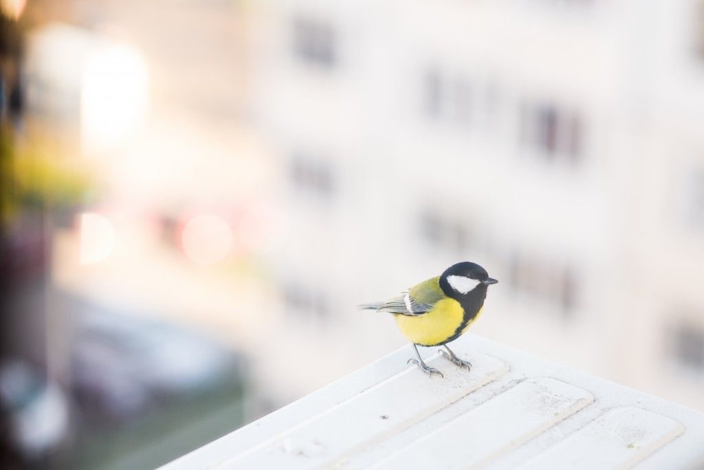 Was träumst du ein Vogel flog in das Haus