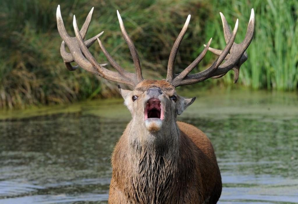 Was träumt man von einem Hirsch mit Geweih