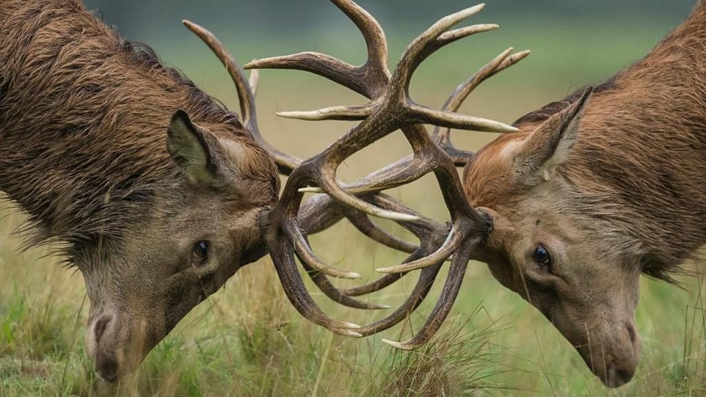 Traum von einem Hirsch mit Geweih