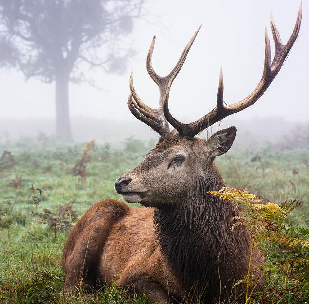 Traum von einem Hirsch mit großem Geweih