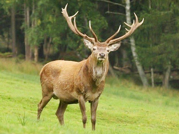 Traum von einem Hirsch mit großem Geweih