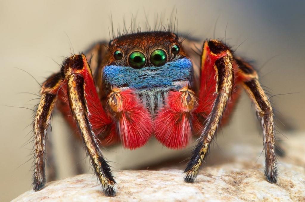 rote Spinne