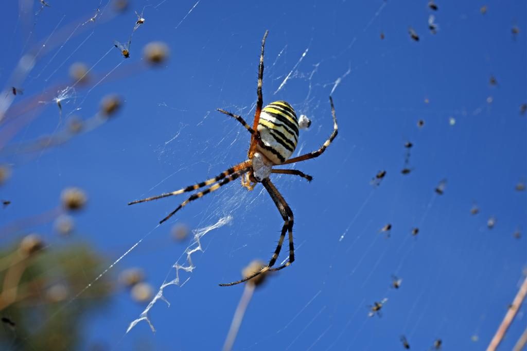 Spinne und Netz