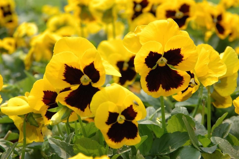 gelbe Blumen in einem Blumenstrauß