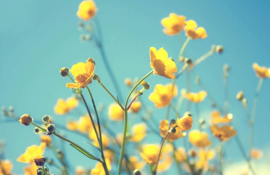 gelbe Blumen in einem Traum