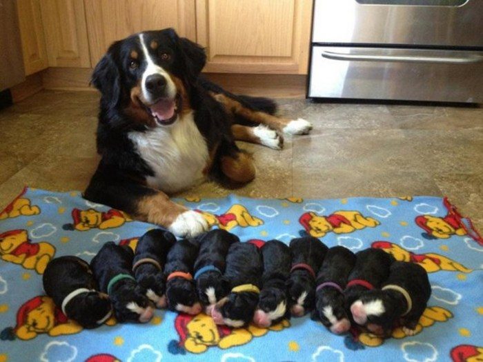 Hund mit Welpen Bedeutung