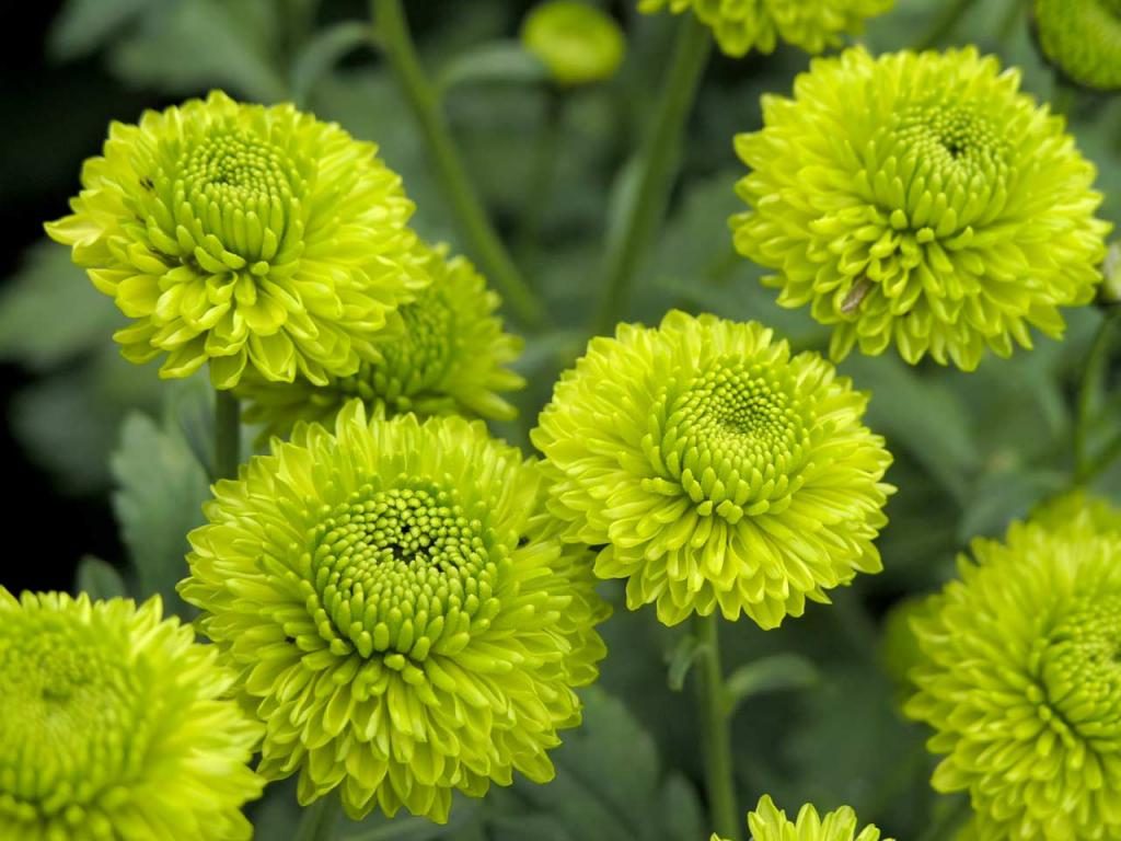 Grüne Blumen