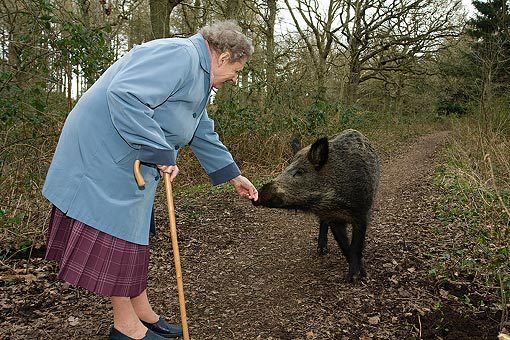 Ein Wildschwein im Traum füttern 