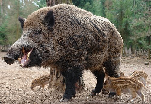 Was ist ein Traum von einem angreifenden Wildschwein