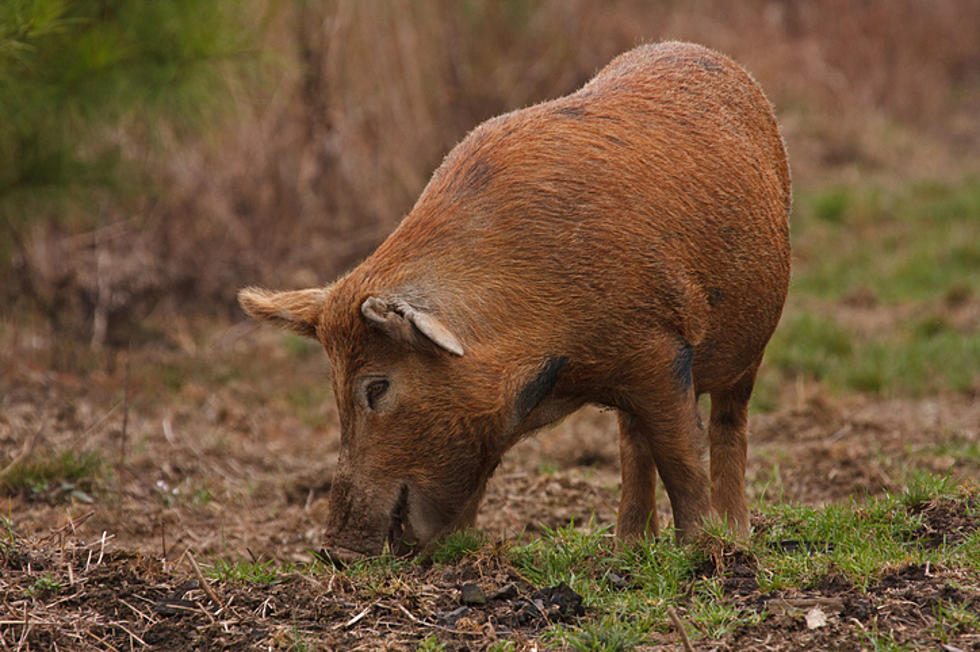 Was ist der Traum von einem Wildschwein im Wald?