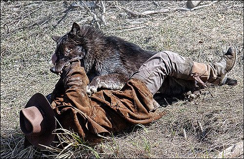 wolf beißen in einem traum was