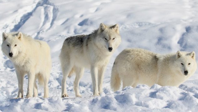 träumen ein wolf wollte beißen