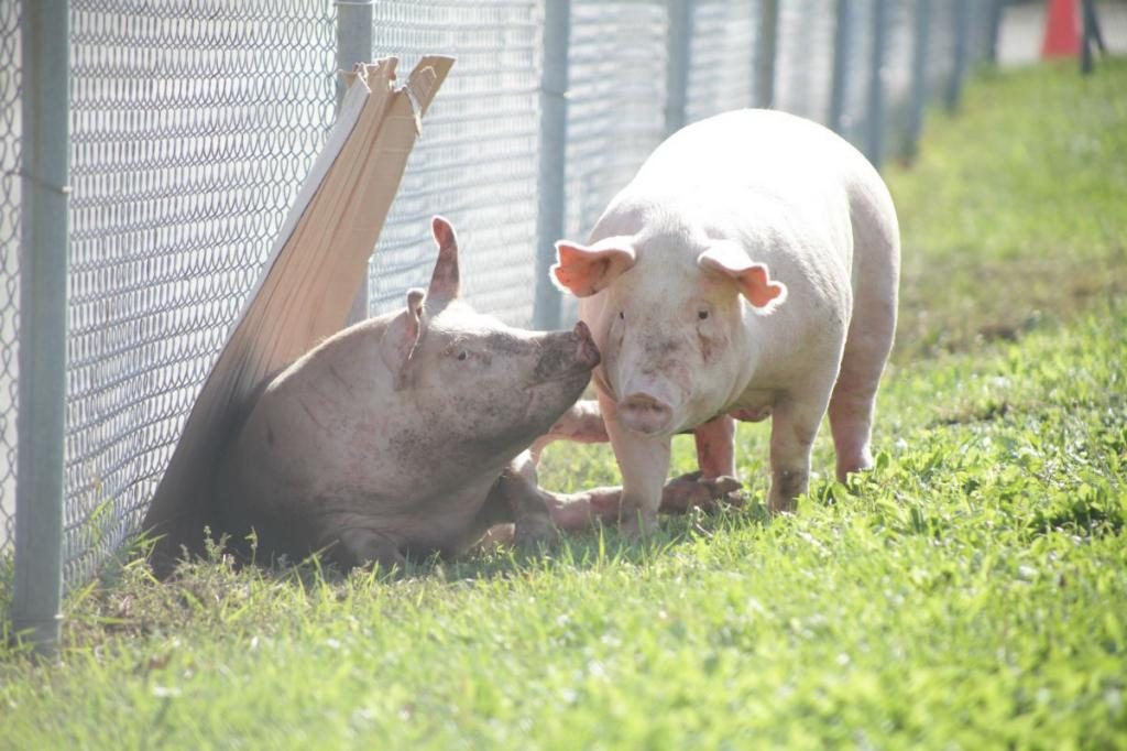 Schweine an einem Maschendrahtzaun.