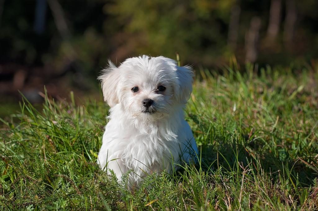 Hund im Traum zu umarmen