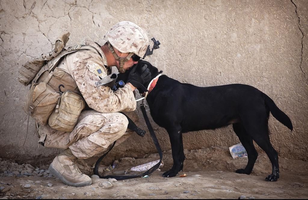 Traum von einem freundlichen, anhänglichen schwarzen Hund 