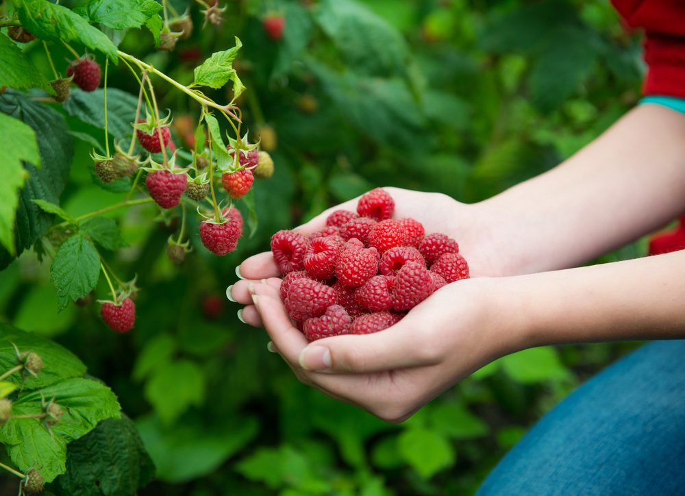 Himbeeren pflücken