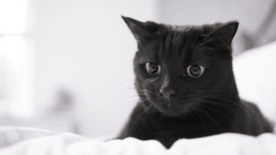 schwarz-weiße Katze