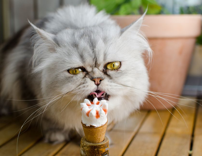 Katze isst Eiscreme
