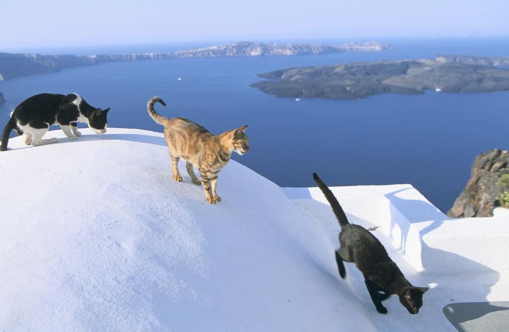 drei Katzen