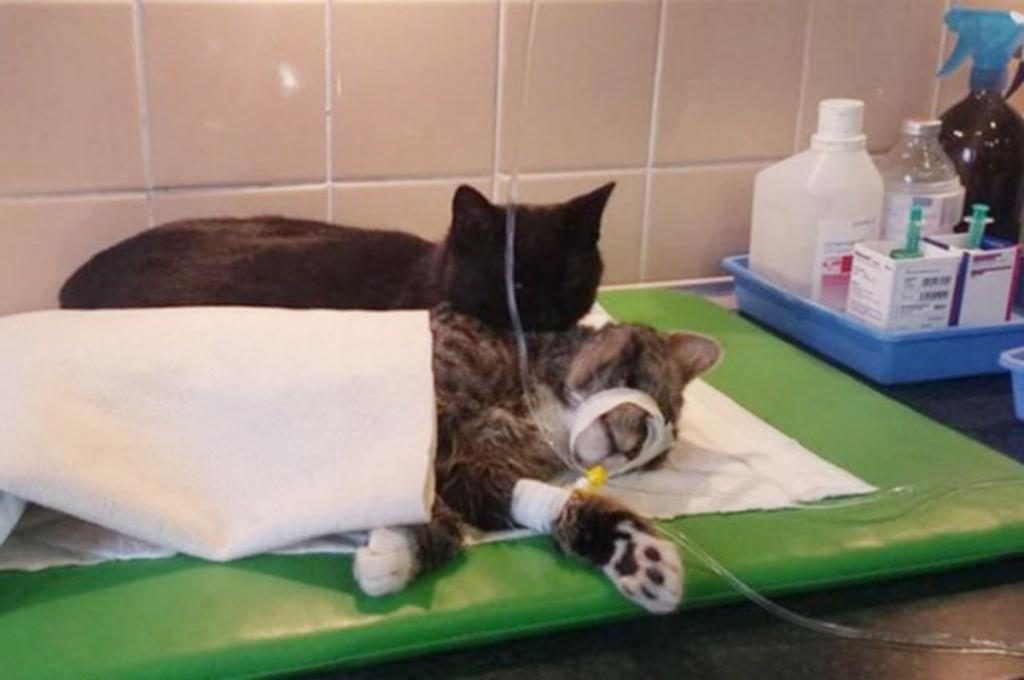 kranke Katzen