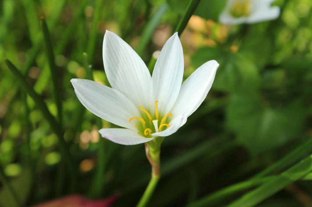 Eine Blume in einem Traum