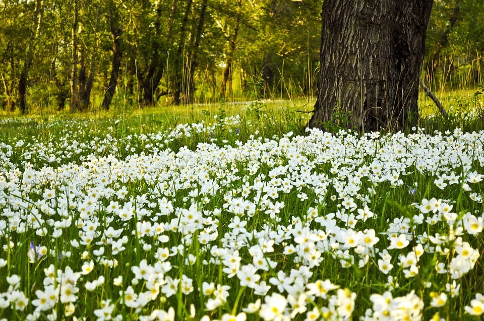 Weiße Blumen im Garten