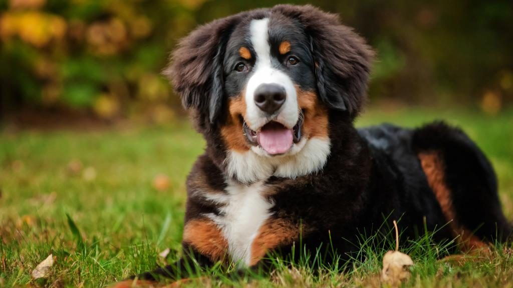 Berner Sennenhund