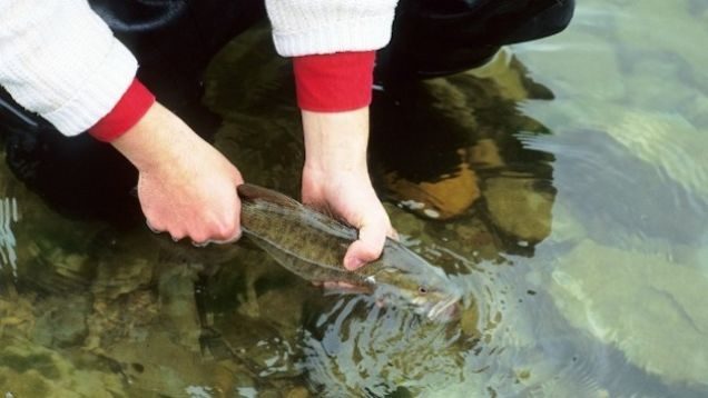 Fisch in den Händen