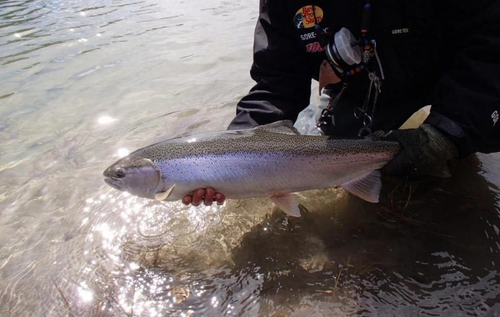 großer Fisch in den Händen eines Mannes