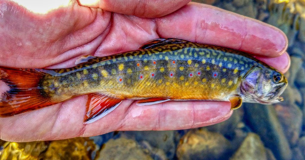 schöner Fisch in der Hand