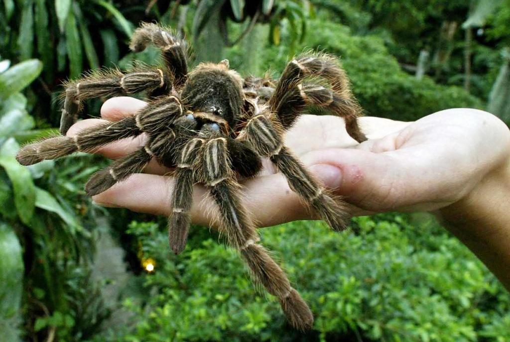 eine Spinne geträumt