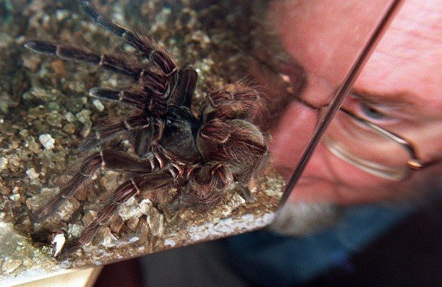 eine spinne im traum beobachten