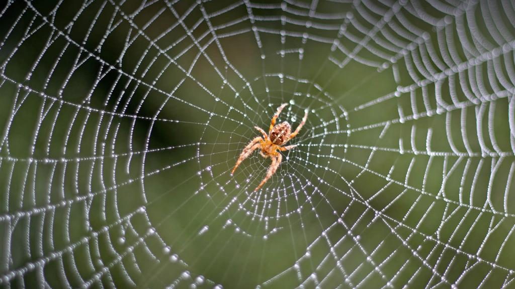 Spinnennetz im Traum