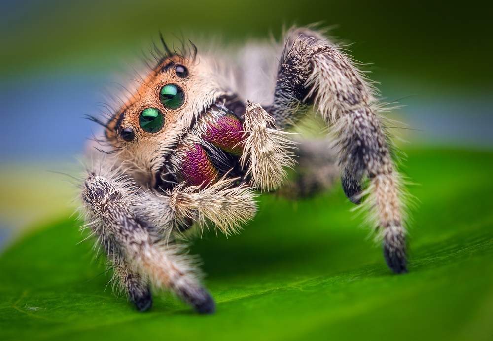 träume von einer spinne