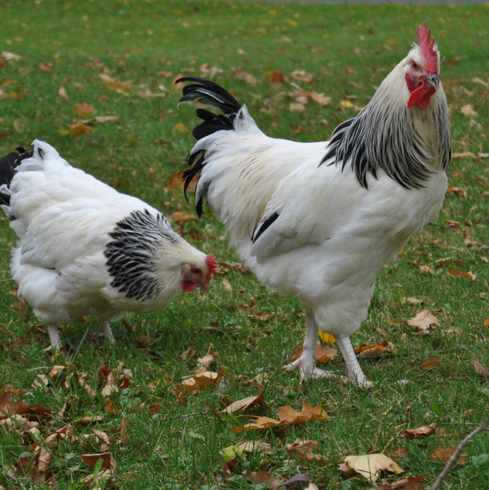 weißes Huhn im Traum