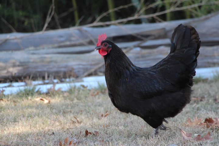 schwarzes Huhn im Traum