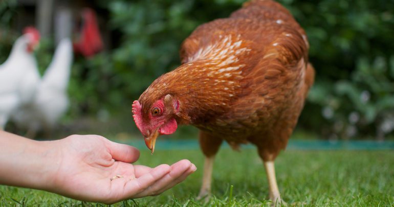 Hand füttern ein Huhn in einem Traum