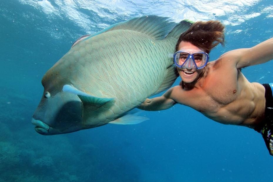 träumen Sie von großen Fischen im Wasser