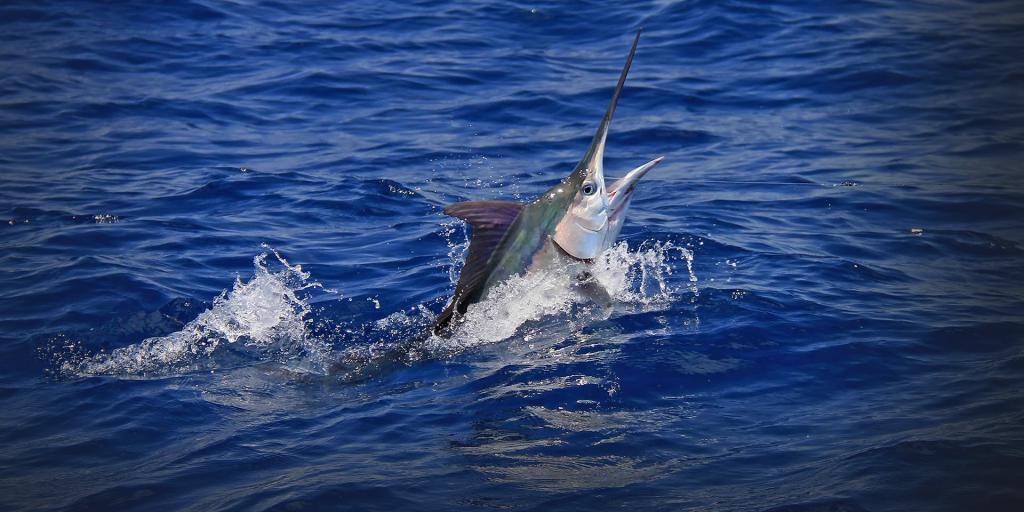 träumen große Fische in klarem Wasser