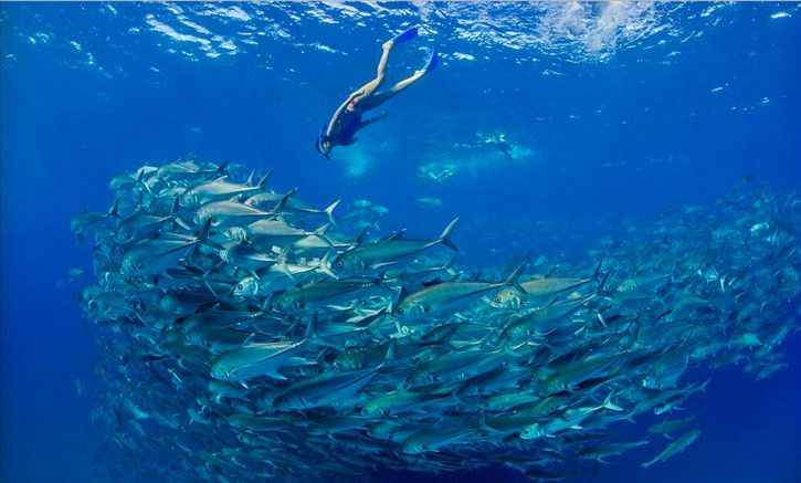 Traumbuch Fisch im Wasser lebendig groß