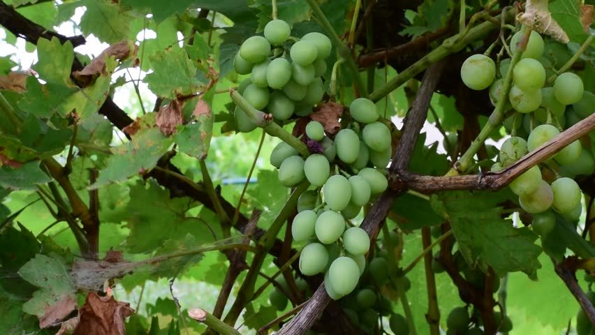 Weinstock mit grünen Weintrauben