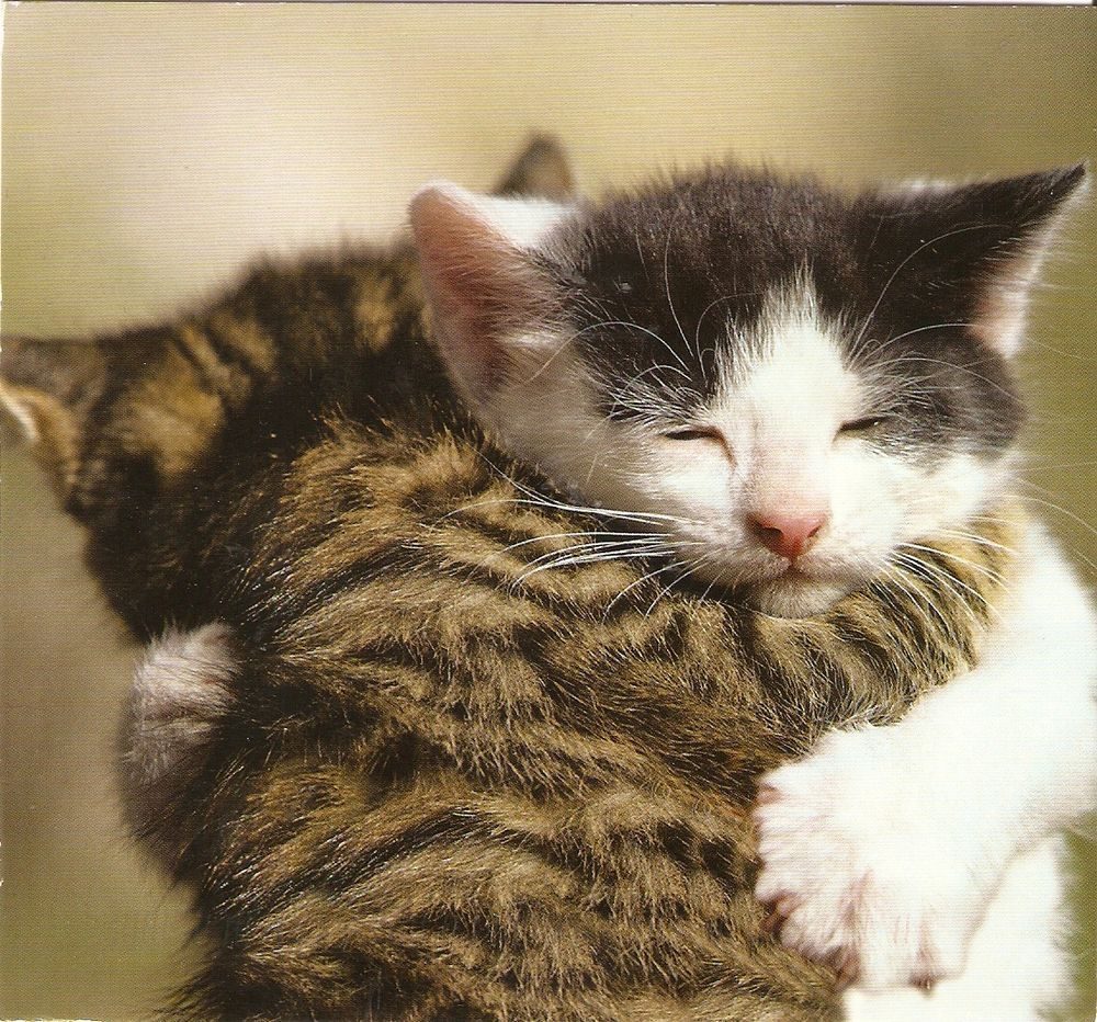 träumen Sie, dass eine Katze entbunden hat