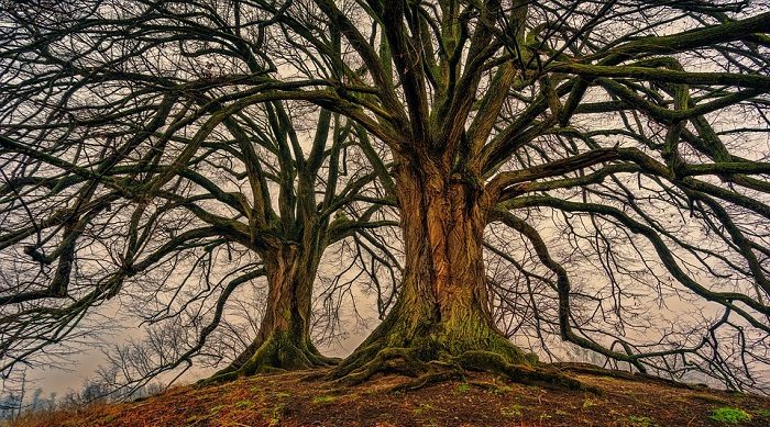 Traum von einem Baum