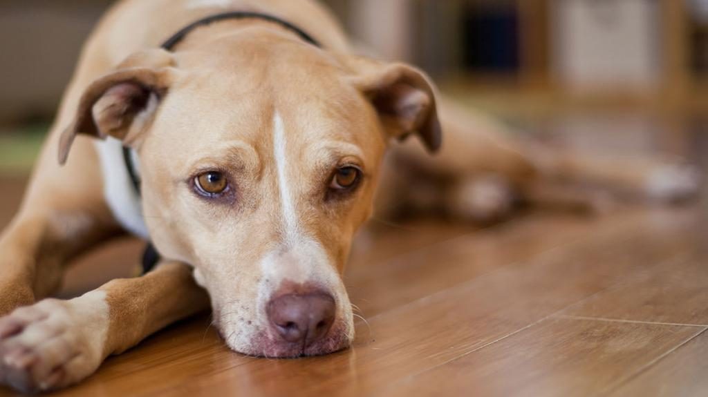 Hund beißt im Traum