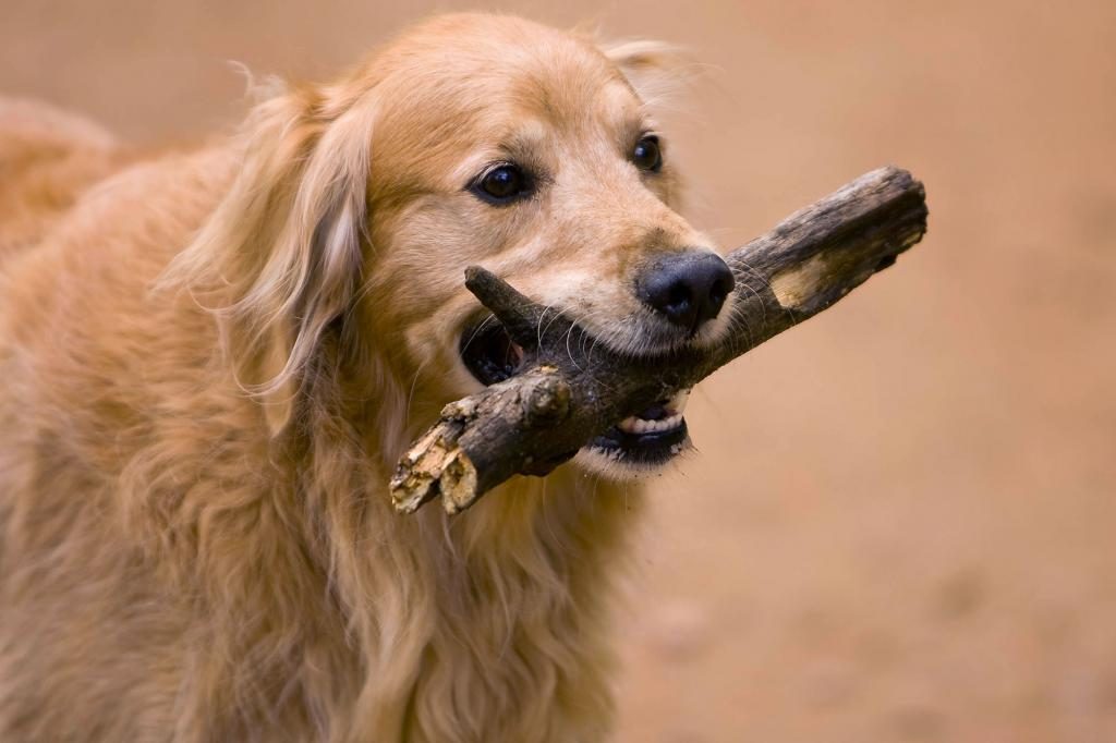 Traum von einem Hund, der dich in den Arm beißt