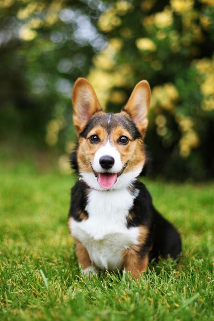 Traum von einem Hund in die Hand gebissen