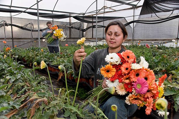 schöne Blumen im Traum pflücken